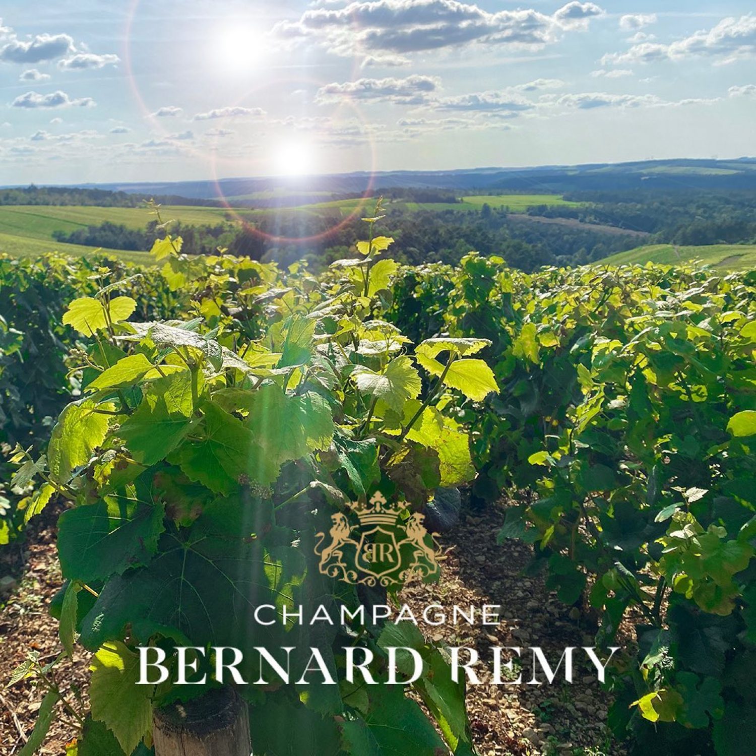 bernard remy vinyard